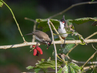 Red Whiskered Bulbul birds eating ripe blackberries on tree