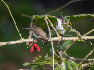 Red Whiskered Bulbul birds eating ripe blackberries on tree