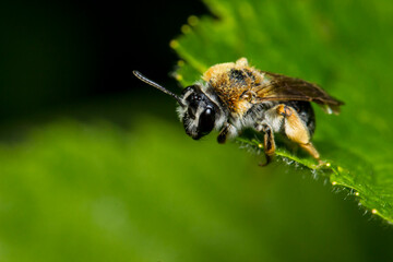 honey bee on a blurred background. colorful wildlife photo. macro photo of an insect. close-up. space for text