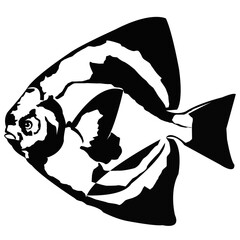 Pomfret fish vector art design