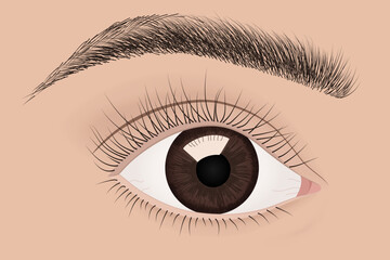 Human Eye with Eyebrow, Eyelashes, Iris, and Pupil. Vector Illustration