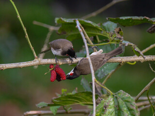 Red Whiskered Bulbul birds eating ripe blackberries on tree