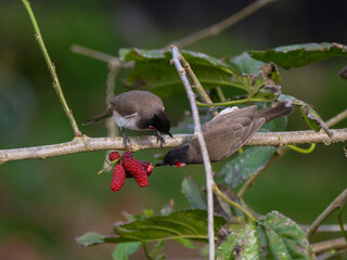Red Whiskered Bulbul birds eating ripe blackberries on tree
