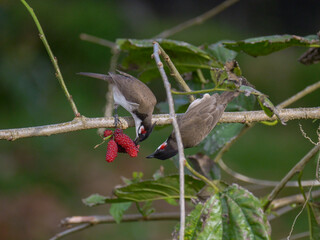 Red Whiskered Bulbul birds eating ripe blackberries on tree