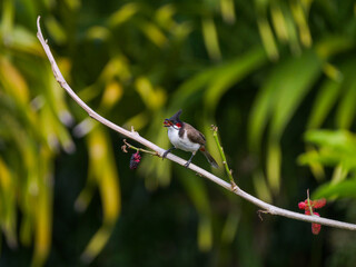 Red Whiskered Bulbul bird eating ripe blackberries on tree