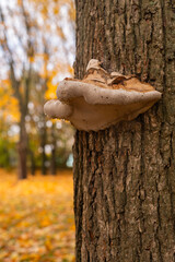 Tinder grows on a tree. vertical
