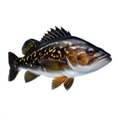 Fototapeta premium Vibrant Fish with Striking Black and Orange Pattern Swimming Gracefully Through Clear Water Amidst Colorful Aquatic Environment in Underwater Scene