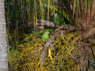 Lime green parakeet with red beak perching in natural environment in drupes of palm tree
