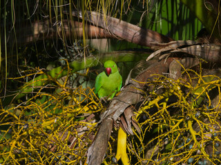 Lime green parakeet with red beak perching in natural environment in drupes of palm tree