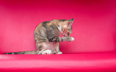 A cat with a blend of brown yellow and black color, sitting on a pink color couch and licking its paw. Cat grooming on its own.
