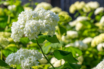 white panicled hydrangea flowers on a blurred background with highlights and bokeh. colorful flower macro photo. space for text. beautiful screensaver. close-up.