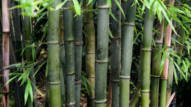 Calming close‑up of bamboo swaying; crisp texture and deep emerald tones form a meditative backdrop perfect for spa promos, mindfulness apps, eco branding, wellness blogs, and zen‑inspired design.