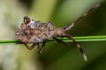 rhombic bug on a blade of grass. blurred background. wildlife. colorful detailed macro photo of an insect. close-up. space for text. screensaver. bokeh