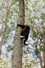 black cat with white paws climbs a lichen-covered tree trunk on a summer day.
