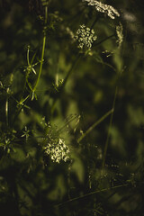 white dogwood plant grows in a green meadow in the light of a summer sunset.