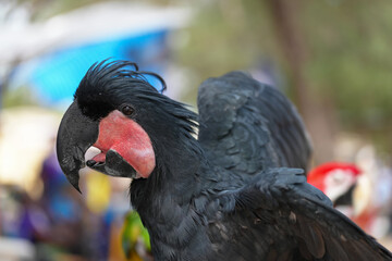 Black cockatoo, Palm cockatoo parrot free flying bird .