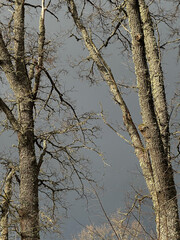 Landscape on tree trunks with lichen growing on them against a cloudy dark sky. The sun shines on the tree trunks