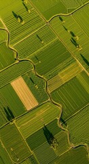 Aerial drone photo of geometric green farmland patterns and winding river or ditch, promoting sustainable agriculture and land management