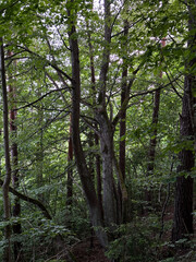 Fototapeta premium Natural landscape with scary forest trunks.