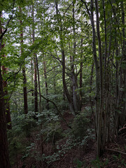 Fototapeta premium Natural landscape with scary forest trunks.