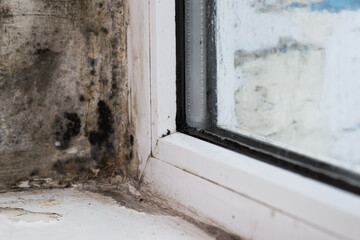 Mold fungus on a window