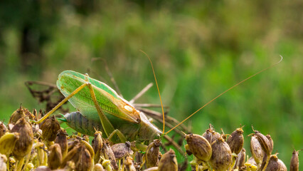 green grasshopper . wildlife. colorful detailed macro photo of an insect. close-up. space for text. screensaver.