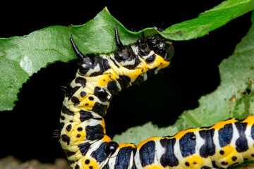 yellow and white caterpillar on a dark background. colorful detailed macro photo of an insect in the wild. close-up. space for text. screensaver. bokeh