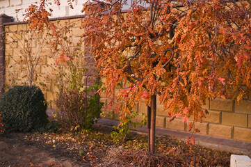 Autumn tree with red-orange leaves near garden wall shows seasonal nature change and backyard landscape. Colorful fall foliage decorates courtyard scene creating autumn mood and seasonal background.