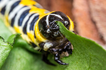 a caterpillar eating a green leaf on a green blurred background. colorful detailed macro photo of an insect in the wild. close-up. space for text. screensaver. bokeh