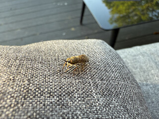 Horsefly sitting and gray blankets. A serrated fly or fly with a pin fly (Haematopota pluvialis) on its finger. A blood-sucking insect in the insect family (Tabanidae).