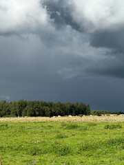 Fototapeta premium summer rural landscape with a green meadow where cows graze and a dark blue sky with a rain storm brewing.