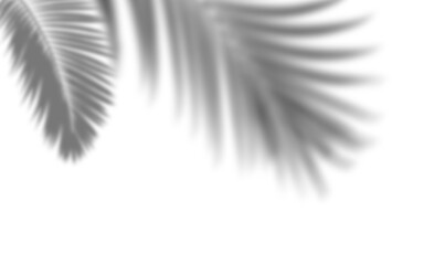  Palm Leaves Shadow with Soft Blur, Tropical Plant Overlay on Transparent Background
