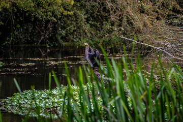 DSC_1379.NEF