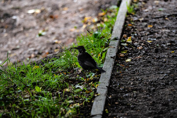 DSC_1403.NEF