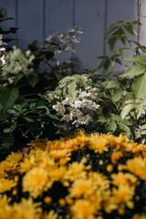 blooming jasmine bush with orange flowers in the foreground near the facade of a white wooden country house in warm autumn light
