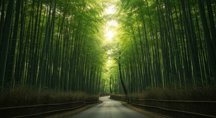 Obraz premium Lush bamboo forest road landscape with sunlight and vertical alignment nature background