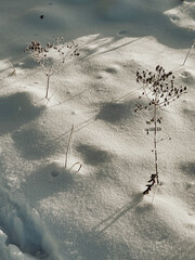 winter landscape with white snowdrifts through which blades of grass grow, bathed in the rays of the evening sunset.