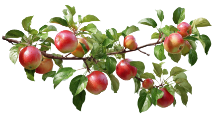 apple tree branch with apples and green foliage top view isolated on a Transparent background, PNG file.