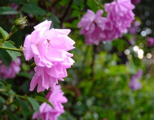 Close-up of delicate light purple roses
