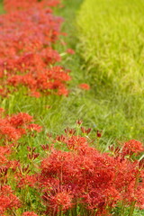 明日香路　田の畔に群生する彼岸花