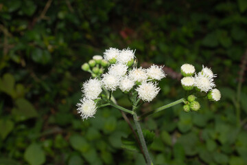 Small White Flower Cluster Against a Verdant Green Background