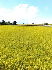 真夏の猛暑日の実りの田んぼ風景
