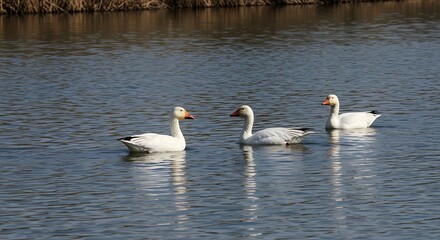 Three white geese swim peacefully on calm water during a bright sunny day