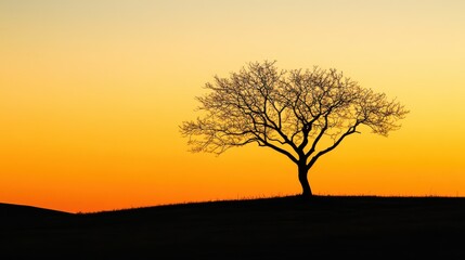 Silhouette of a lonely tree against a vibrant sunset in an open field