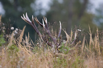 Antlers of red deer visible in tall grass