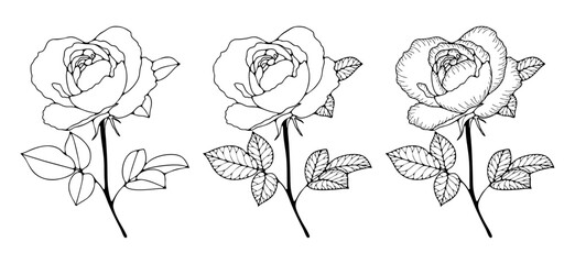 Rose flower outlines with leaves and branches isolated on a white background. Hand-drawn rose flower sketch.