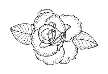 Rose flower outline with leaves isolated on white background. Hand-drawn floral illustration.