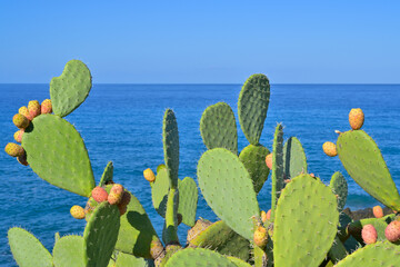Prickly pear cactus growing by mediterranean sea coast. Cactus plants thriving with ripe fruits and...