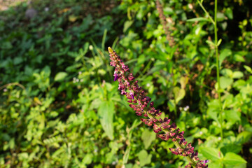 Close up view of a tall flowering spike with small purple blooms against a background of green foliage and sunlight