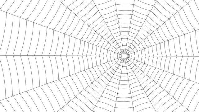 Outline vector spider web on white background. Seamless animation of rotation movement.